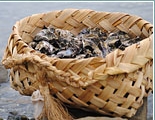 Mahurangi Oysters